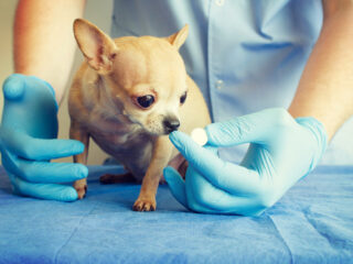 Lungenwürmer beim Hund - Behandlung