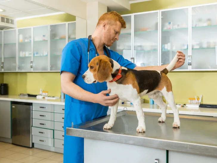 Lungenwürmer beim Hund – 7 Symptome und Diagnostik
