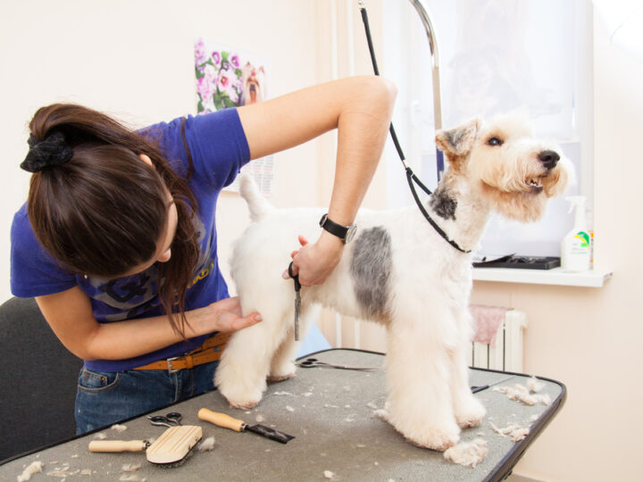 Die 9 besten Hundefriseure in Wolfsburg und Umgebung