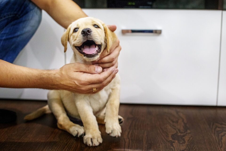 Hund bellt, wenn er allein ist 8 Tipps für mehr Ruhe