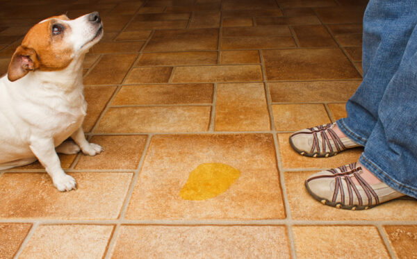 Warum pinkelt mein Hund mich an? [Einfach erklärt]
