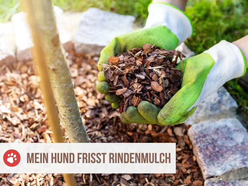 mein hund frisst rindenmulch