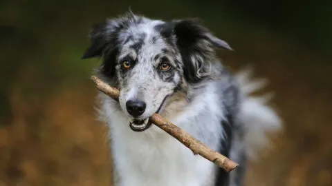Mein Hund riecht nach Maggi – Würziger Geruch im Körbchen