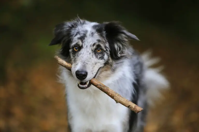 Mein Hund riecht nach Maggi – Würziger Geruch im Körbchen