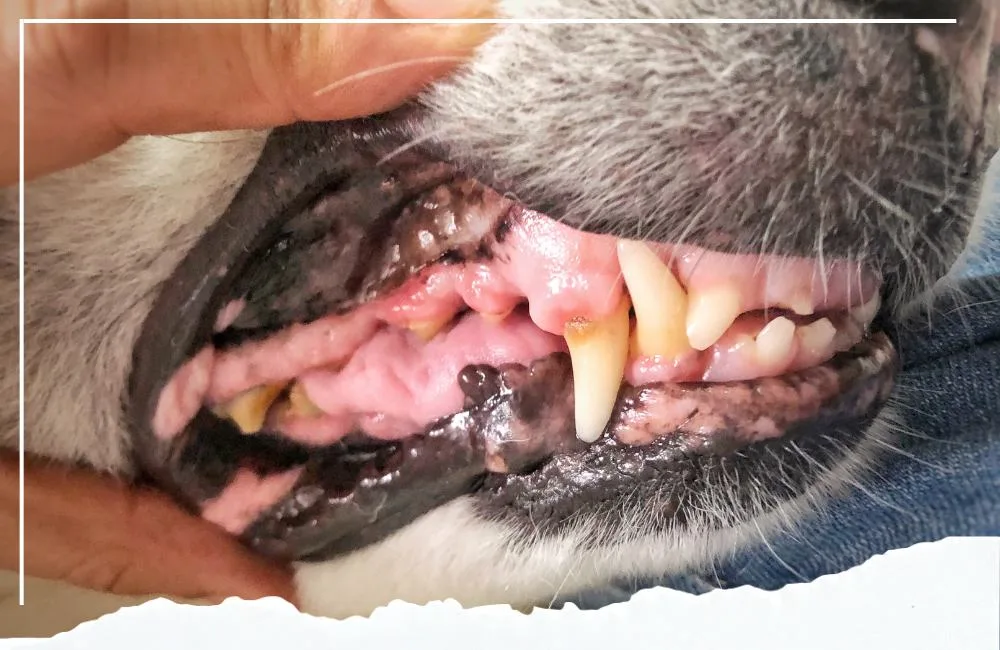 hund zeigt seine zähne bei untersuchung