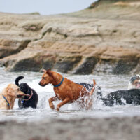Gruppe Hunde aus der Hundepension Cuxhaven spielen im Wasser