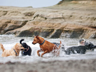 Gruppe Hunde aus der Hundepension Cuxhaven spielen im Wasser