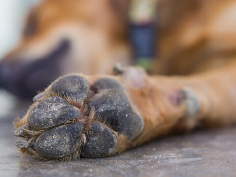 Hund Ballen Lst Sich