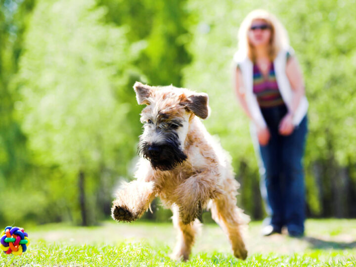 Die 8 besten Hundepensionen in Saarlouis und Umgebung