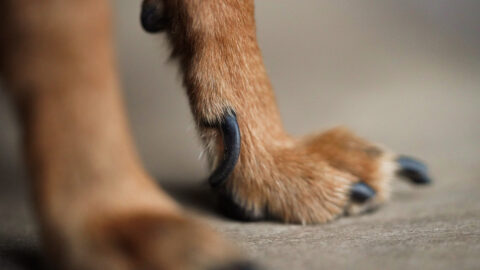 Hund Ballen Lst Sich