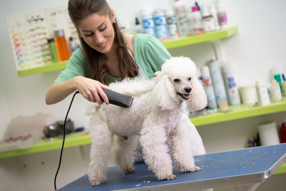 Pudel beim Hundefriseur Stralsund