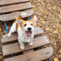 Mein Hund bellt beim spielen