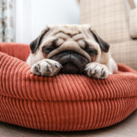 mein hund pupst beim schlafen