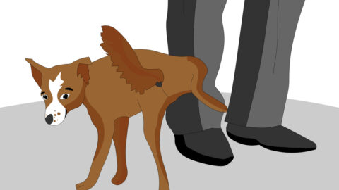 Warum pinkelt mein Hund mich an? – Mit einem Baum verwechselt?