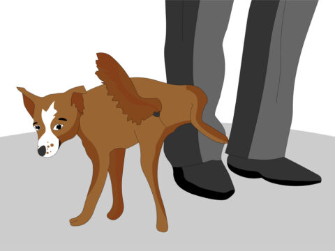 Warum pinkelt mein Hund mich an? [Einfach erklärt]