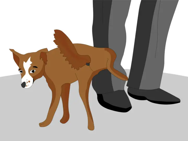 Warum pinkelt mein Hund mich an? – Mit einem Baum verwechselt?