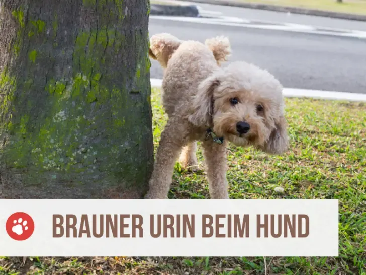Brauner Urin beim Hund – 6 Gründe und Ursachen