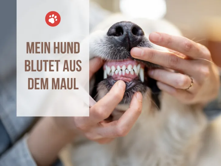 Mein Hund blutet aus dem Maul – Ist das Gefährlich?