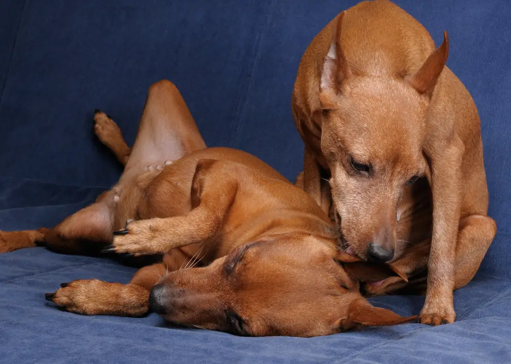 Hudn leckt anderen Hund die Ohren