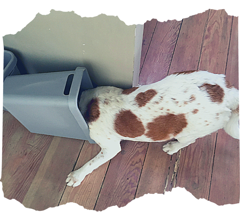 Mein Hund hat Seife gefressen Ist das gefährlich?