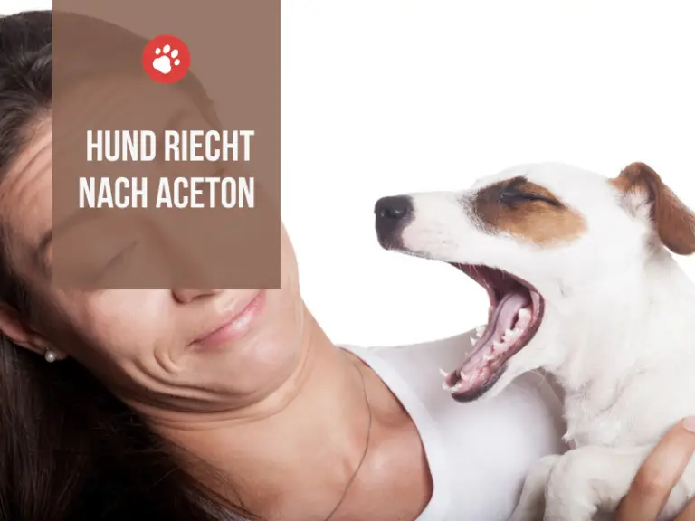 Mein Hund riecht nach Aceton – 6 Ursachen und Bedeutung