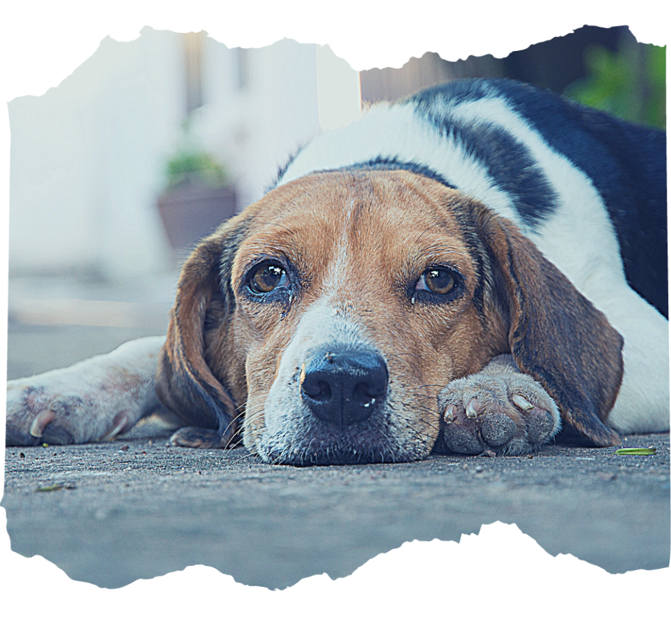 Mein Hund hat Seife gefressen Ist das gefährlich?