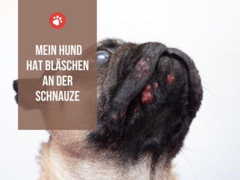 Mein Hund hat Bläschen an der Schnauze - Ursachen & Behandlung