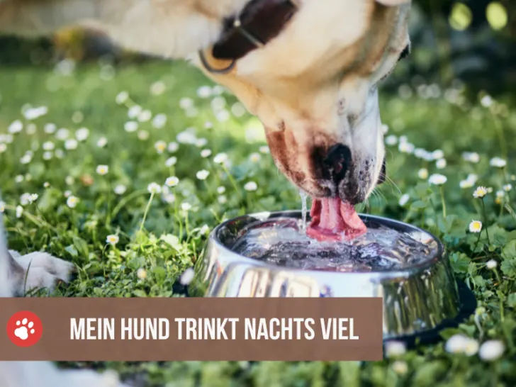 Dein Hund trinkt nachts viel? Die 6 Gründe könnten die Ursache sein