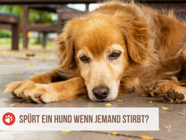Spürt Ein Hund Wenn Ein Anderer Hund Stirbt bellos-reich.de