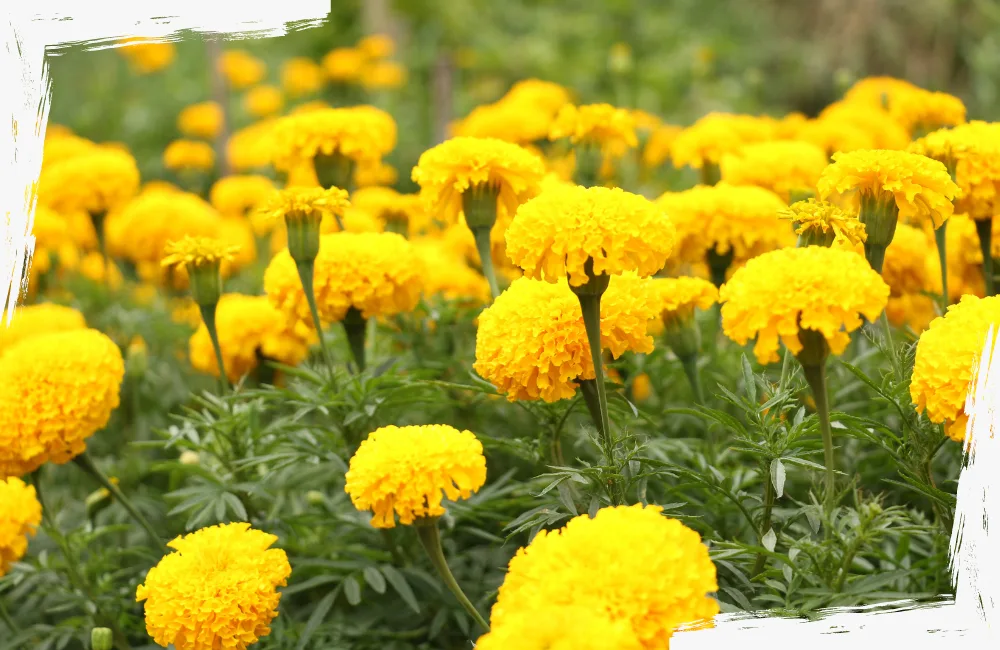 Ringelblumen Feld