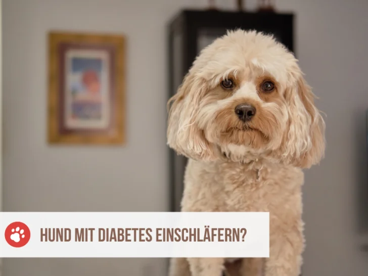 Muss ich meinen Hund mit Diabetes einschläfern lassen?