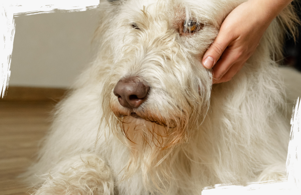 Weißes Sekret Am After Hund bellos-reich.de