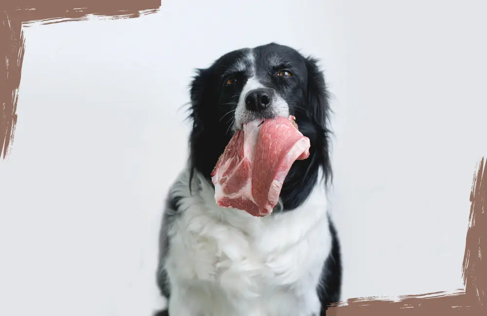 hund wird mit rohem fleisch gefüttert