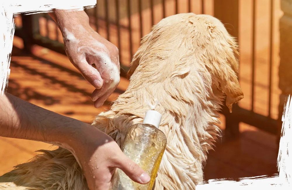 hund wird mit shampoo gewaschen