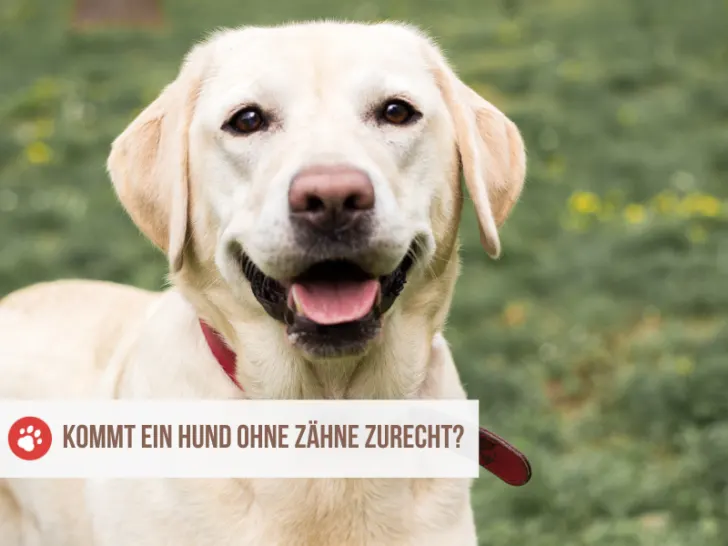 Kommt ein Hund ohne Zähne zurecht? Tipps und Erklärung