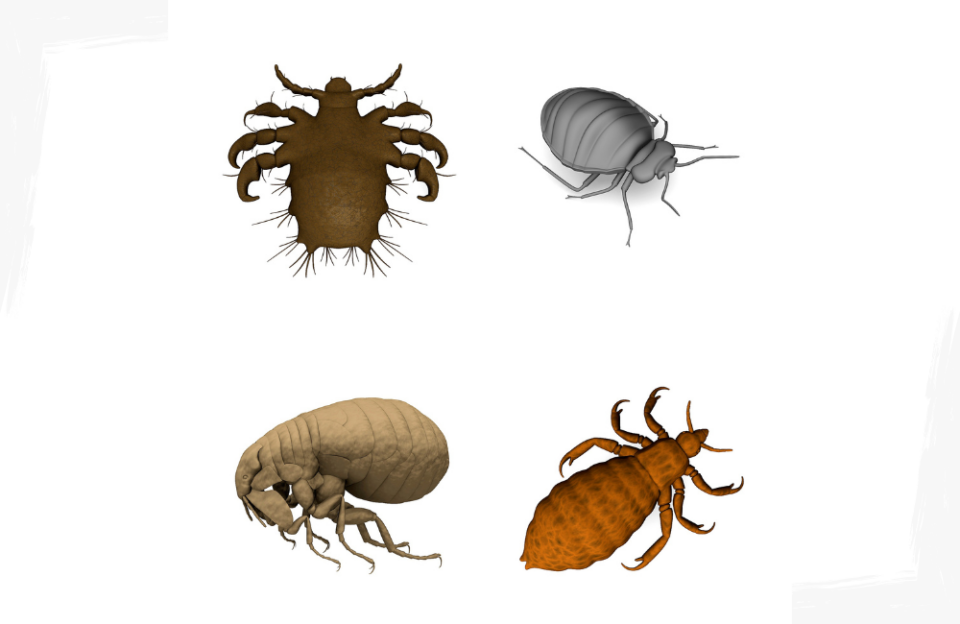 4 Tipps wie Du weißes Hundefell wieder weiß bekommst
