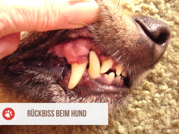 Gelber Ausfluss Hund Rde
