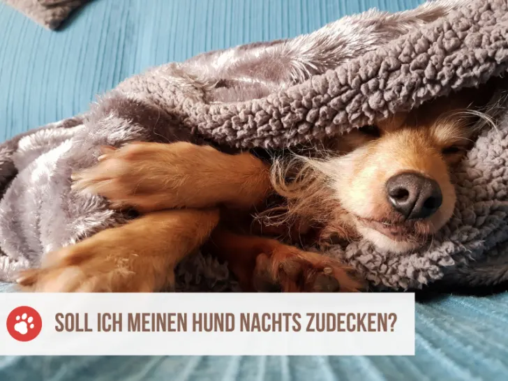 Sollte ich meinen Hund nachts zudecken?
