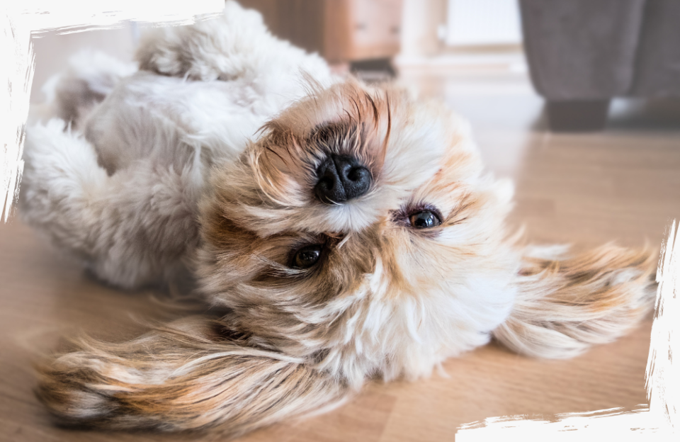 4 Tipps wie Du weißes Hundefell wieder weiß bekommst