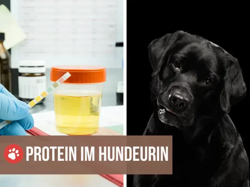 protein im urin hund