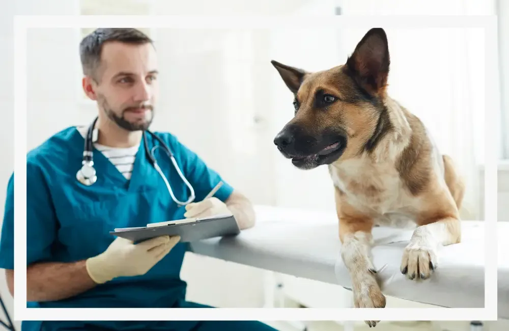 schäferhund beim tierarzt
