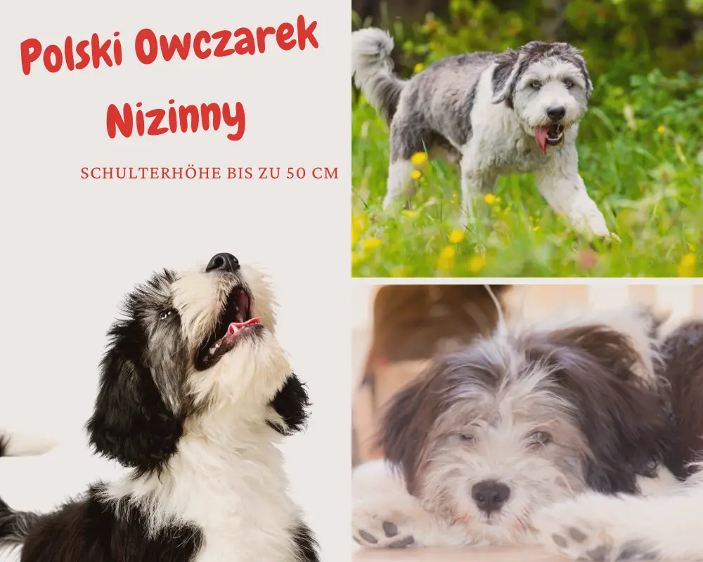 Polski Owczarek Nizinny schulterhöhe bis 50 cm