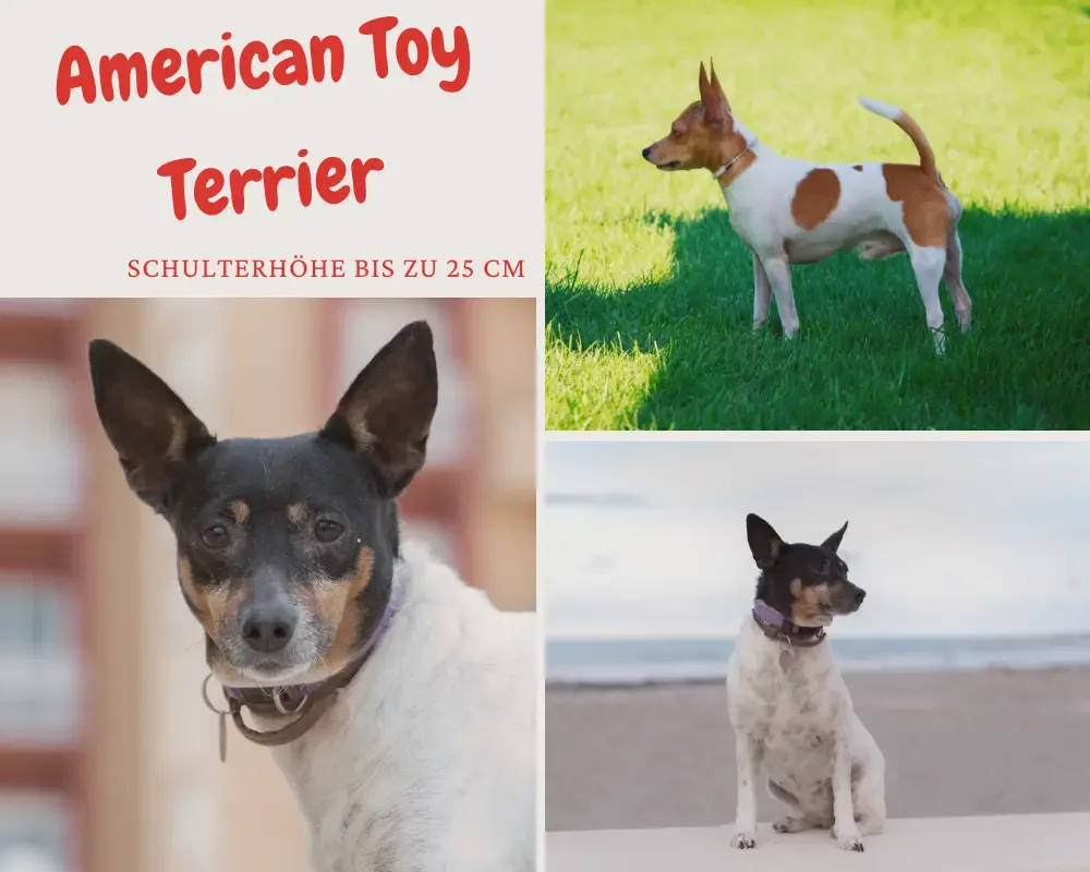 american toy terrier schulterhöhe bis 25 cm