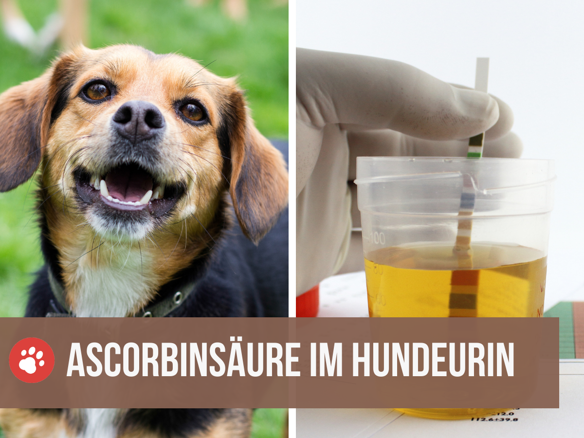 ascorbinsäure im urin hund