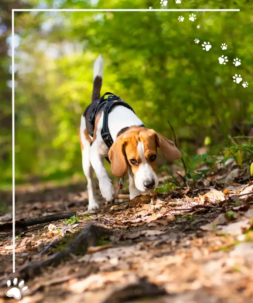 beagle schnüffelt im wald