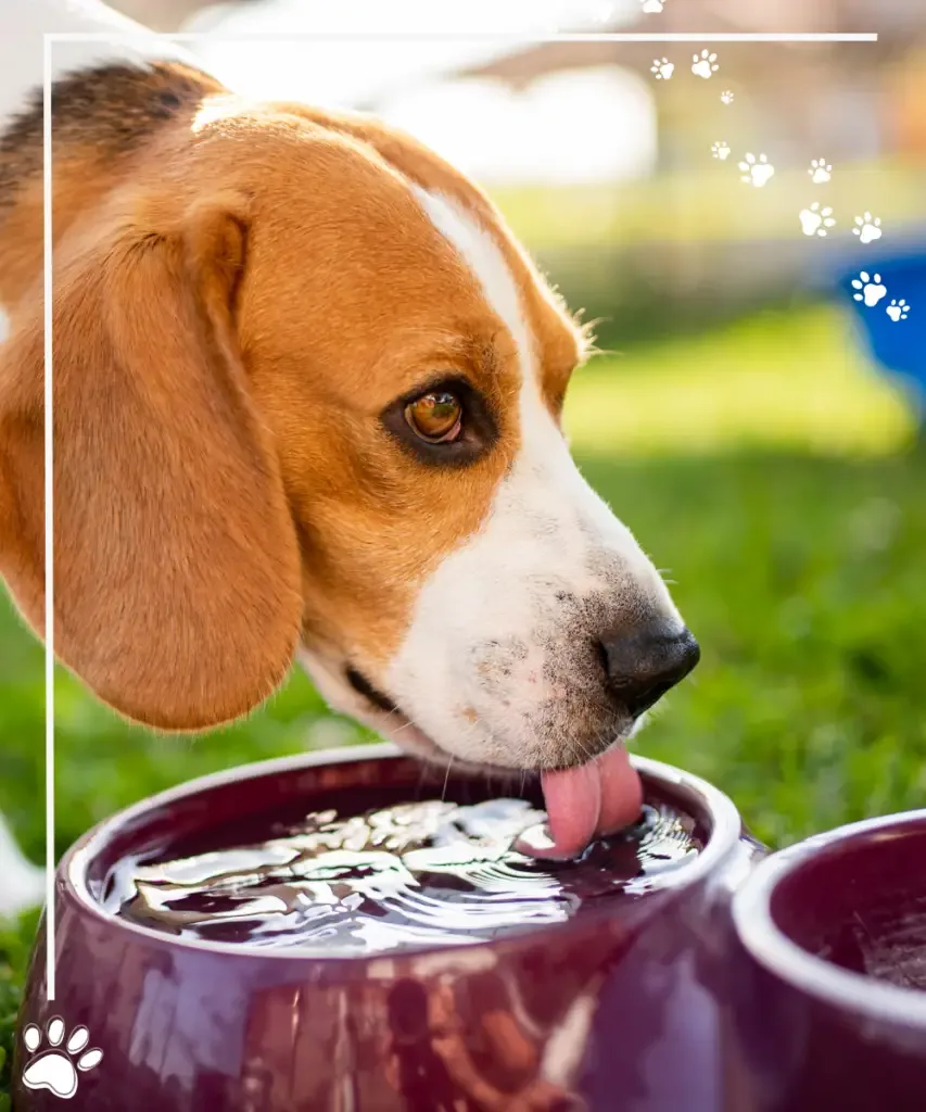 beagle trinkt aus seinem wassernapf