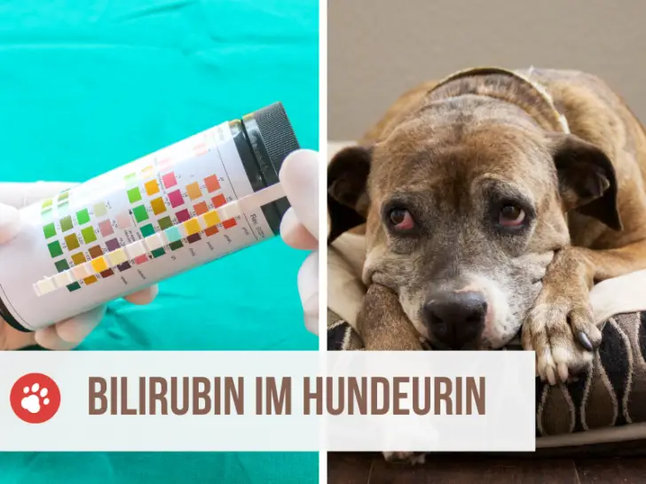 Bilirubin im Hundeurin: Deshalb solltest Du dringend zum Tierarzt