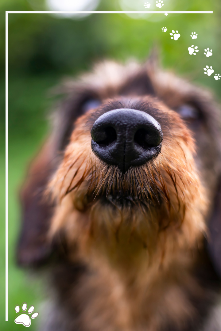 Stilvolle Hunde Warme Nase Ebenbild