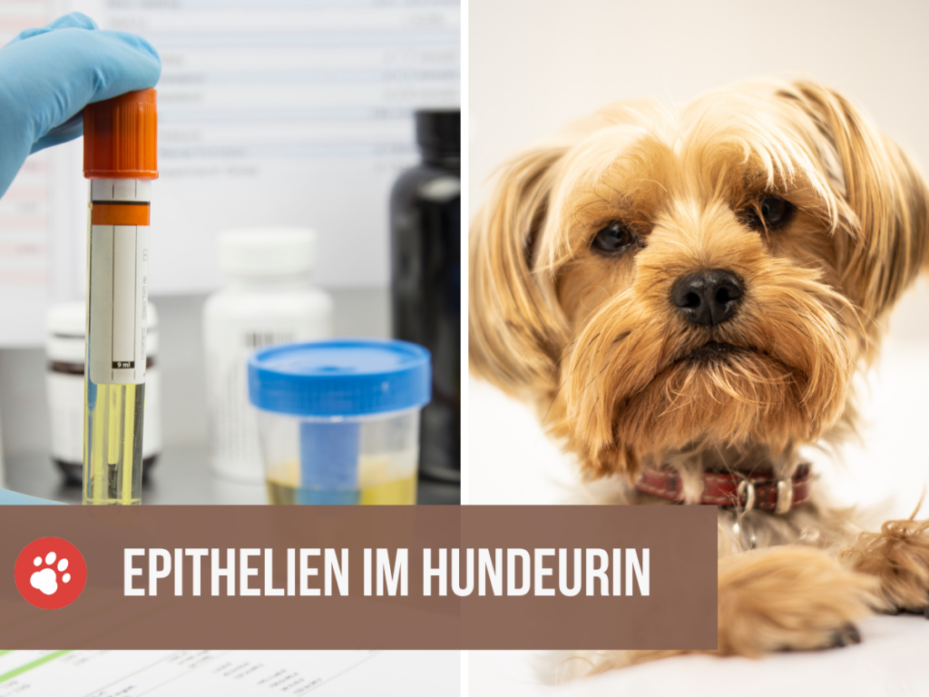 Epithelien im Hundeurin: Was bedeutet das?