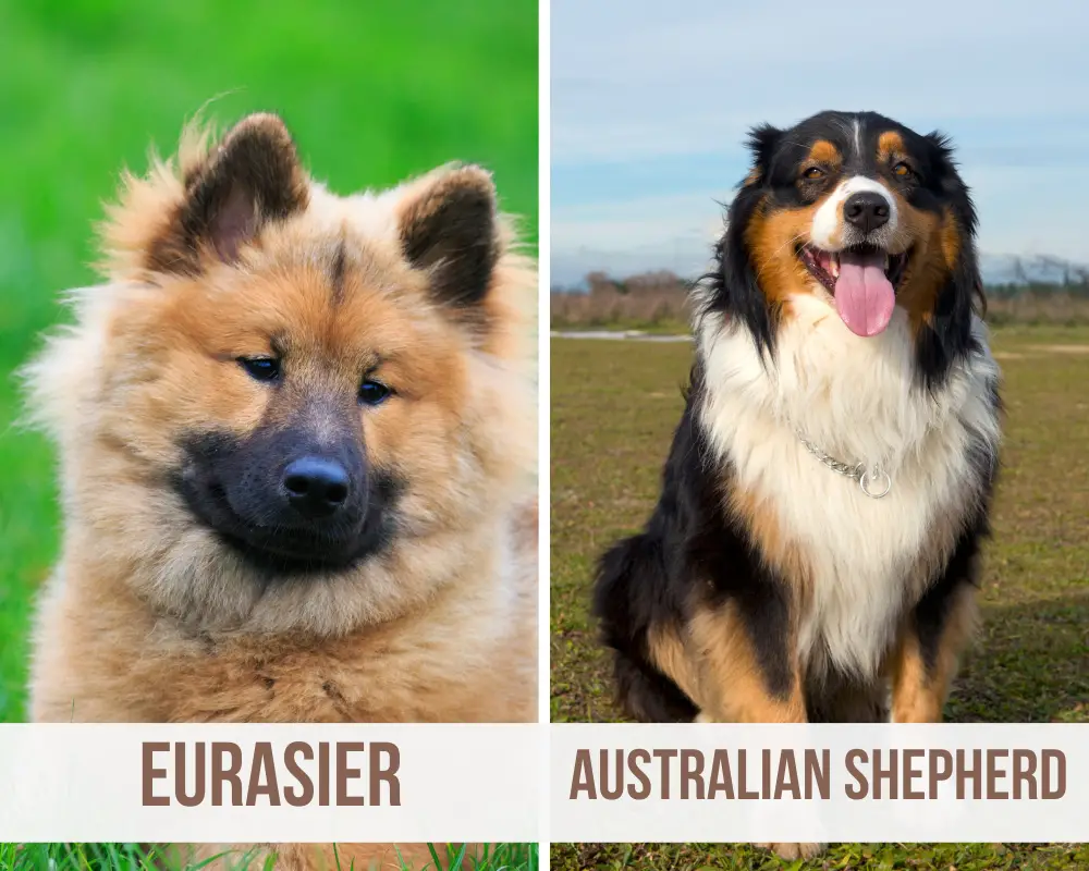 eurasier australian shepherd mix